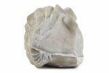 Bargain, Enrolled Asaphus Trilobite - Russia #363252-1